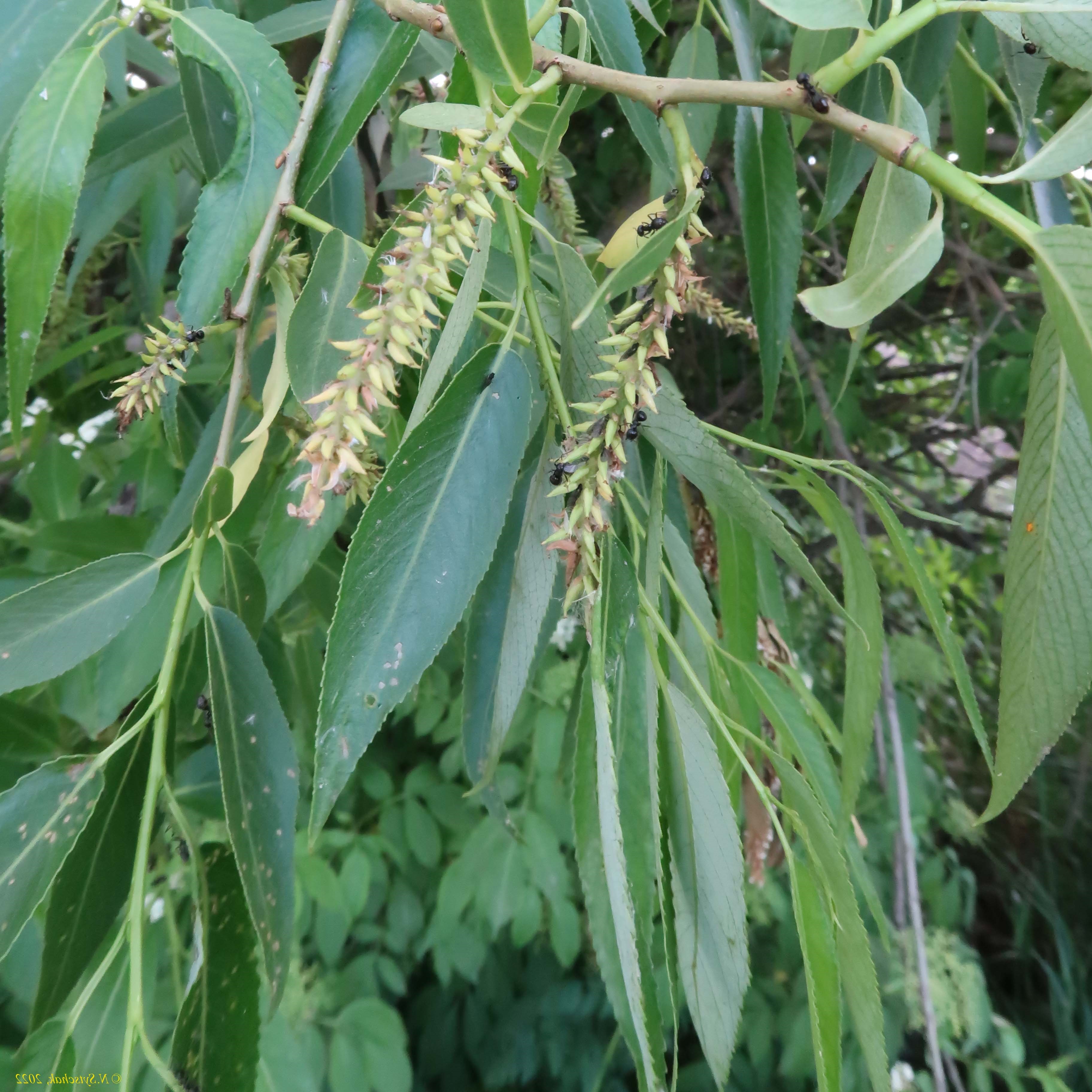 Salix fragilis