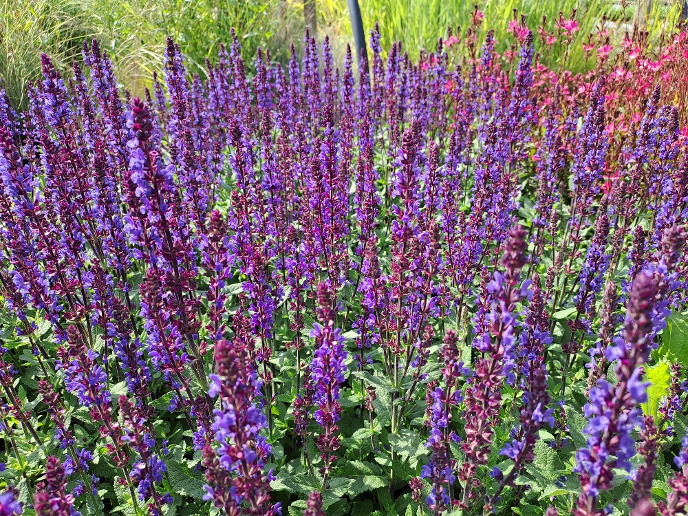 Salvia nemorosa Caramia