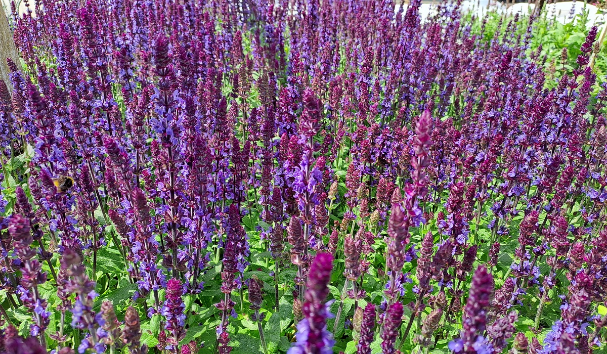 Salvia nemorosa Merleau Blue