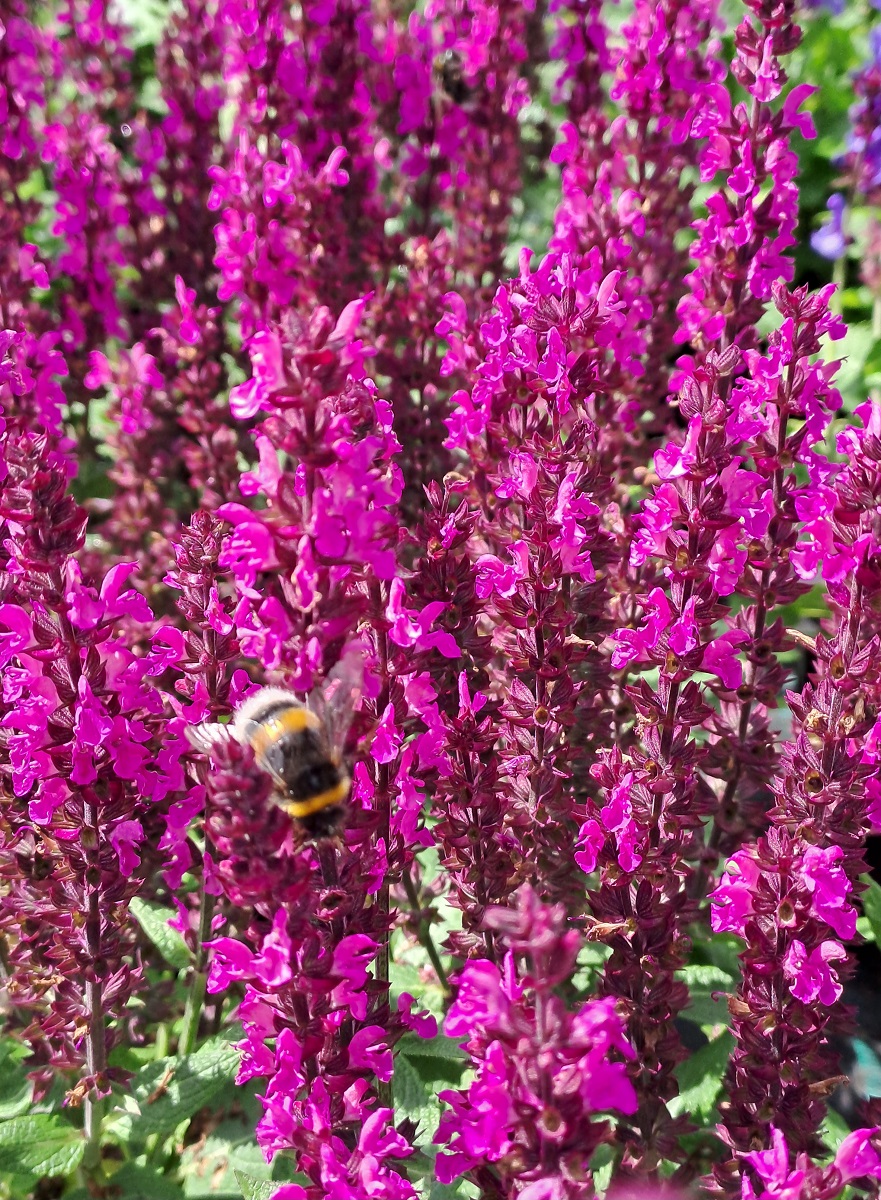 Salvia nemorosa Midnight Rose