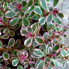 Sedum spurium Tricolor