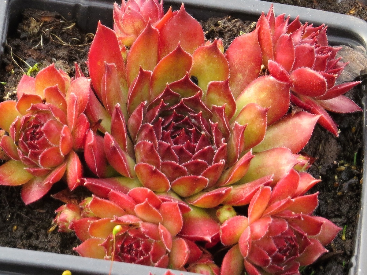 Sempervivum hybridum Dark Beauty