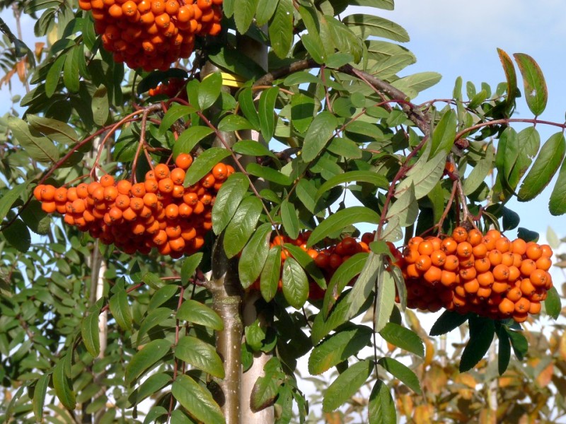 Sorbus aucuparia Edulis (syn. Moravica)