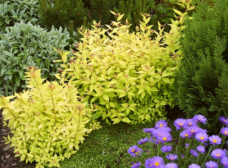 Spiraea japonica Gold Princes