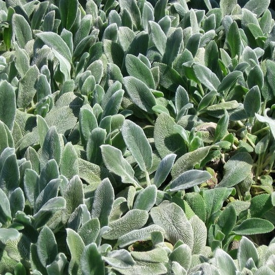Stachys byzantina Silver Carpet