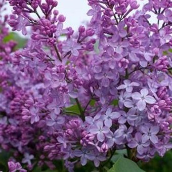 Syringa x persica