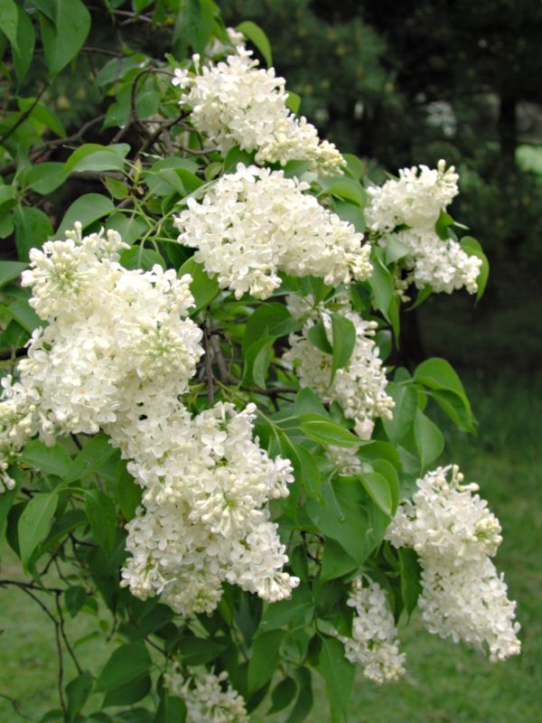 Syringa vulgaris Primrose