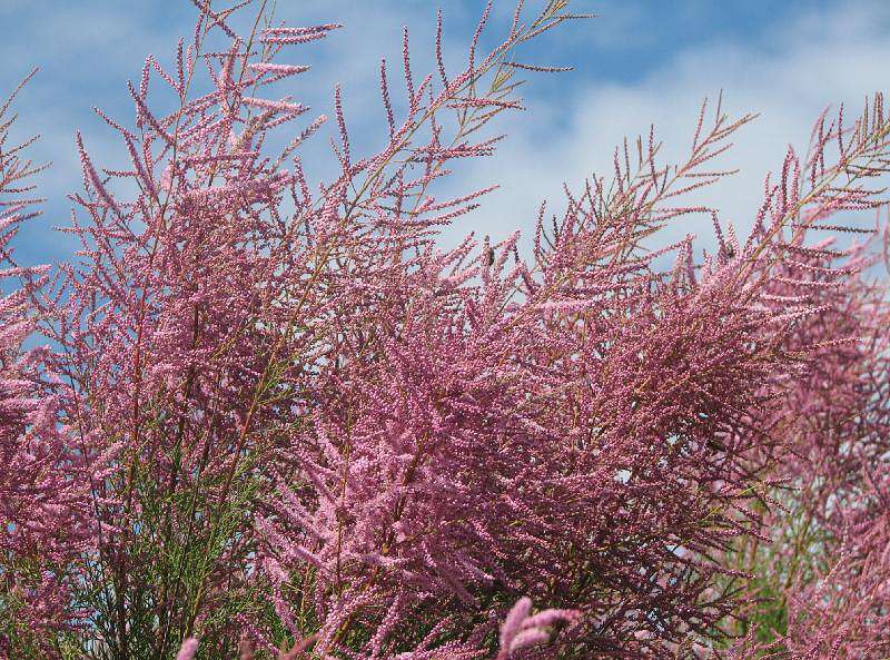 Tamarix ramosissima Pink Cascade
