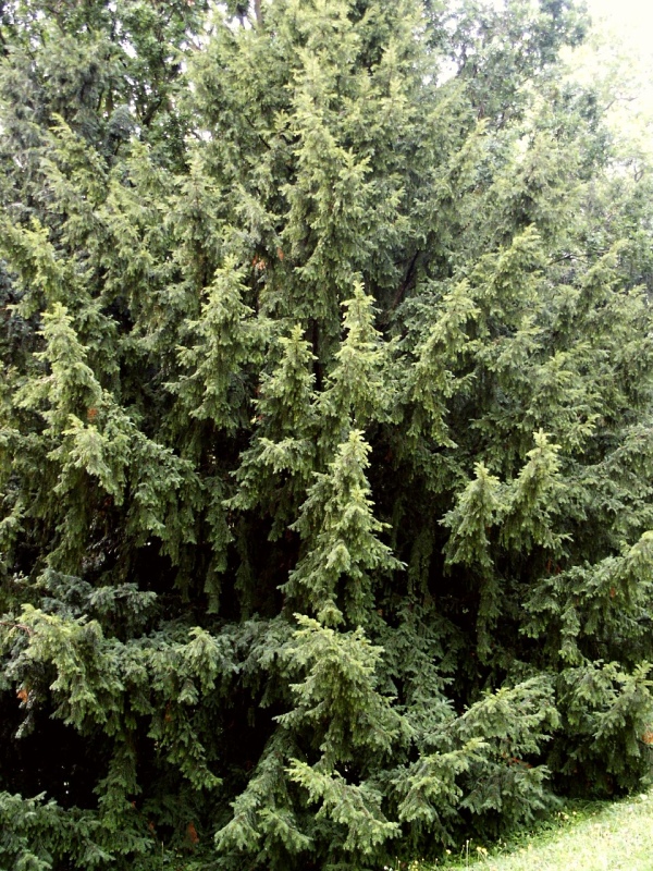 Taxus baccata