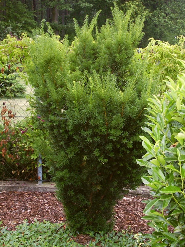 Taxus media Hicksii