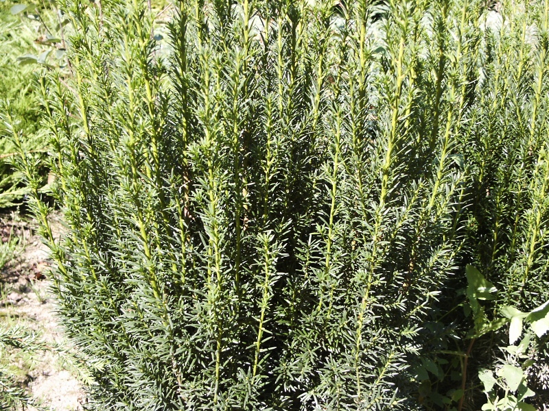 Taxus media Straight Hedge