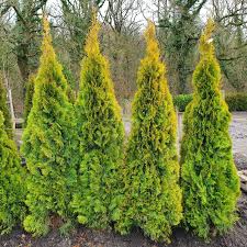 Thuja occidentalis Golden Smaragd