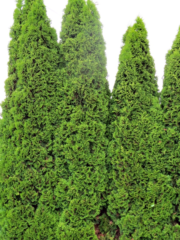 Thuja occidentalis Malonyana