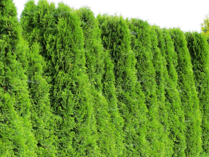 Thuja occidentalis Smaragd