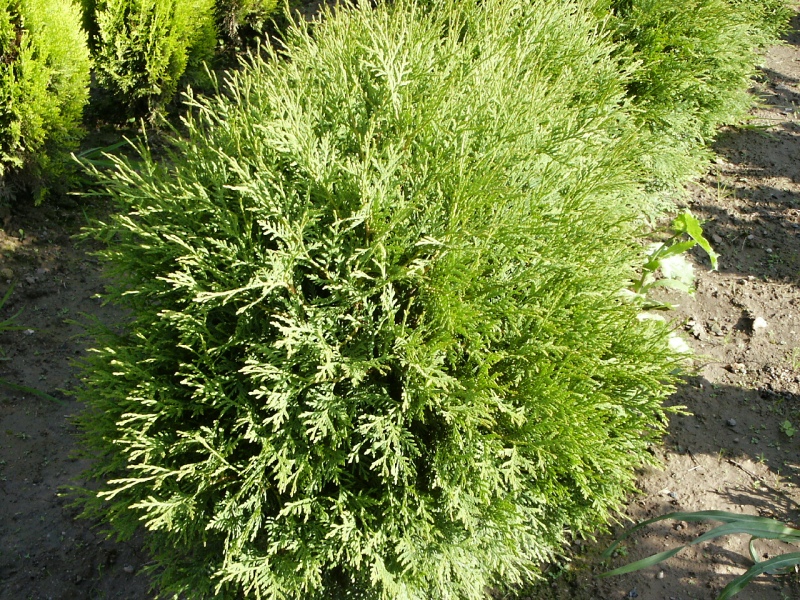 Thuja occidentalis Globosa