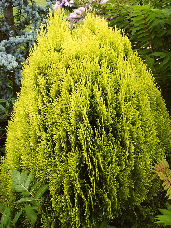 Thuja orientalis Aurea Nana