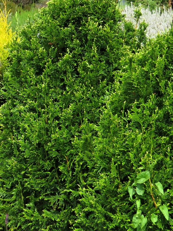 Thuja plicata Cancan