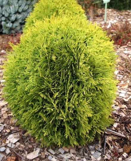 Thuja occidentalis Mirjam