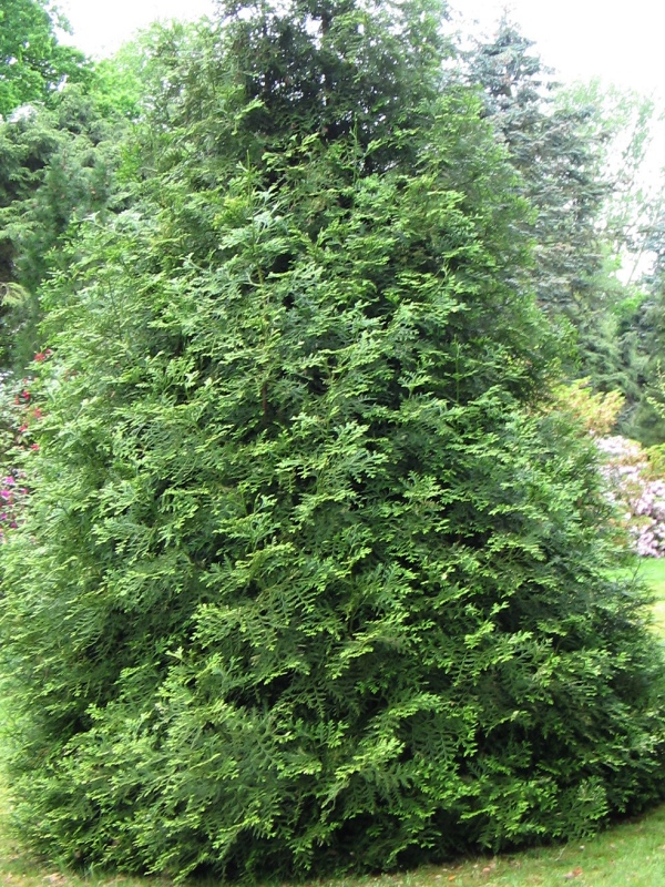 Thujopsis dolobrata