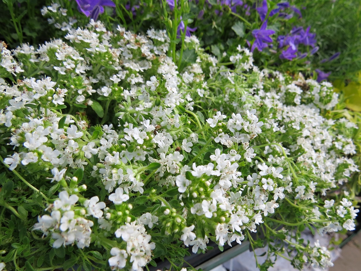 Thymus praecox Albiflorus