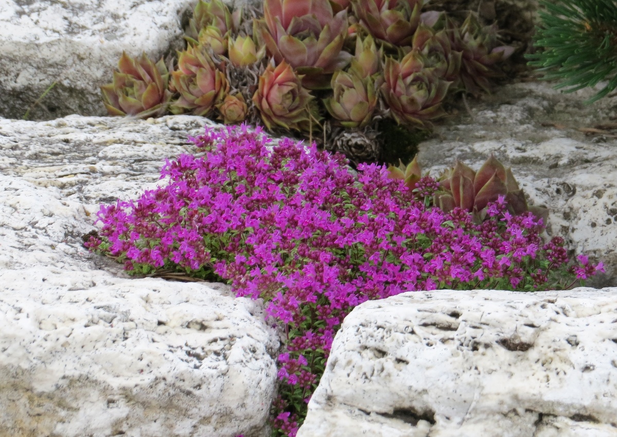 Thymus praecox Red Carpeth
