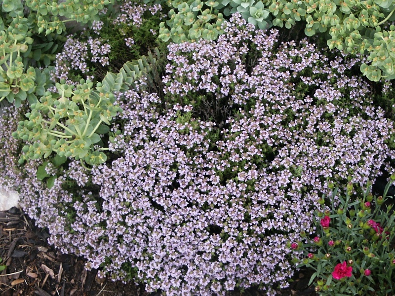Thymus vulgaris Faustini