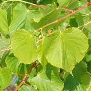 Tilia cordata Winter Orange