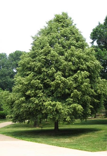 Tilia cordata Greenspire
