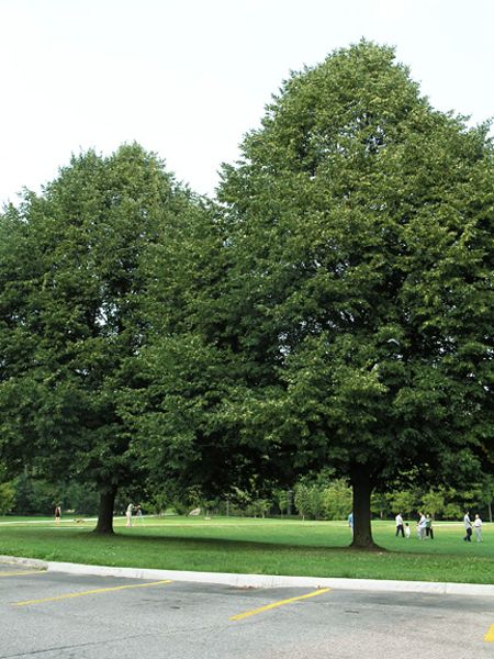 Tilia cordata Rancho
