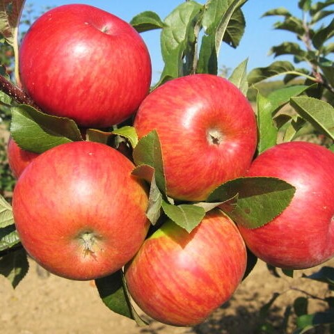 Malus Topaz