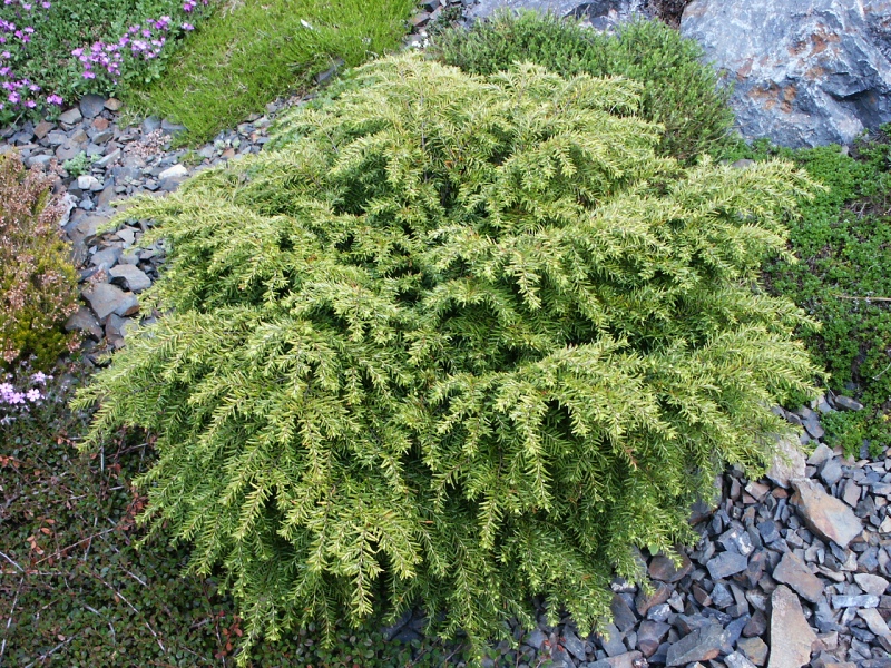 Tsuga canadensis Jeddeloh
