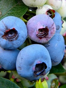 Vaccinium corymbosum Chandler
