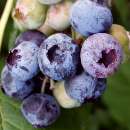 Vaccinium corymbosum Patriot