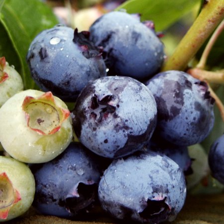 Vaccinium corymbosum Spartan