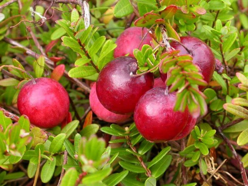 Vaccinium macrocarpon Big Pearl