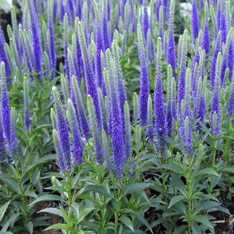 Veronica spicata Ulster Blue Dwarf