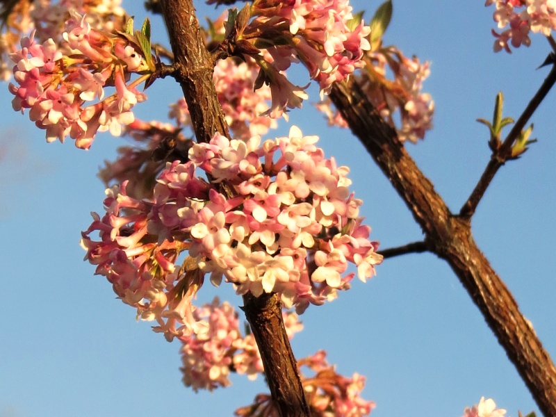 Viburnum x bodnatense Charles Lamont