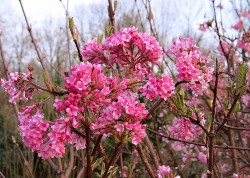 Viburnum x bodnatense Dawn