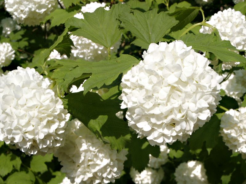 Viburnum opulus Roseum