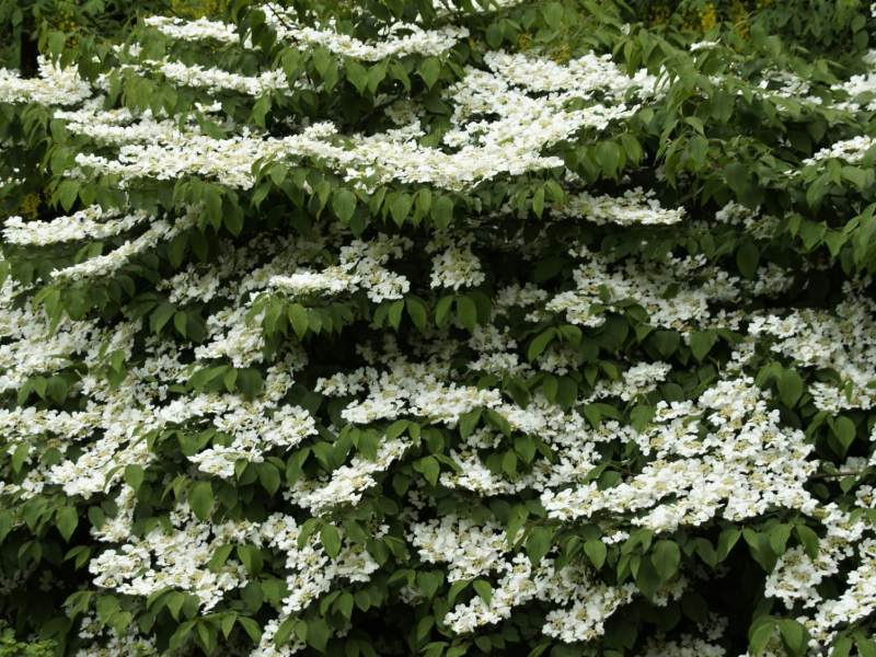 Viburnum plicatum St. Keverne