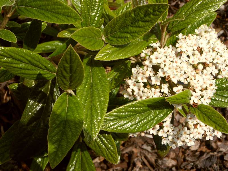 Viburnum x pragense