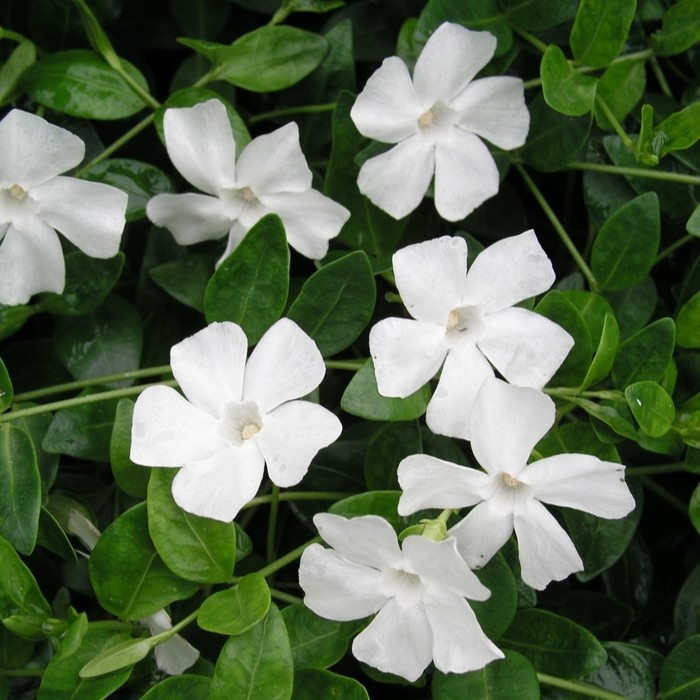 Vinca minor Gertrude Jackyll
