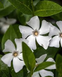 Vinca minor Alba