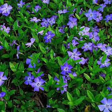 Vinca minor Blue