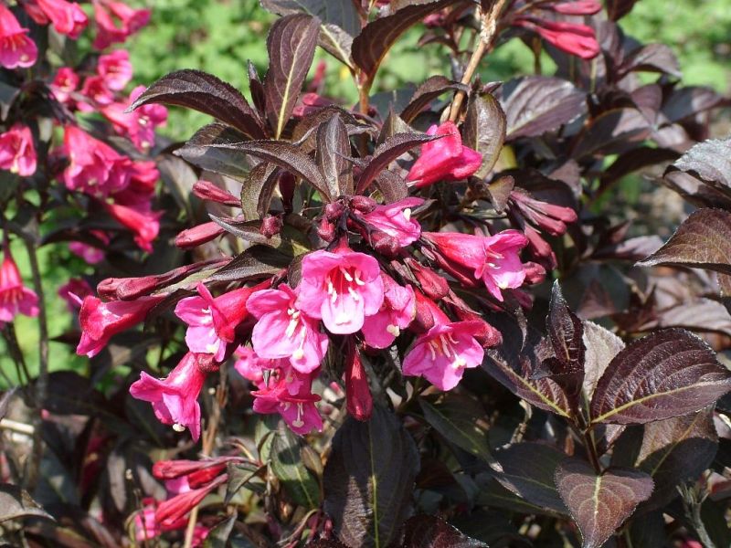 Weigela florida Alexandra (c) (syn. Wine and Roses)