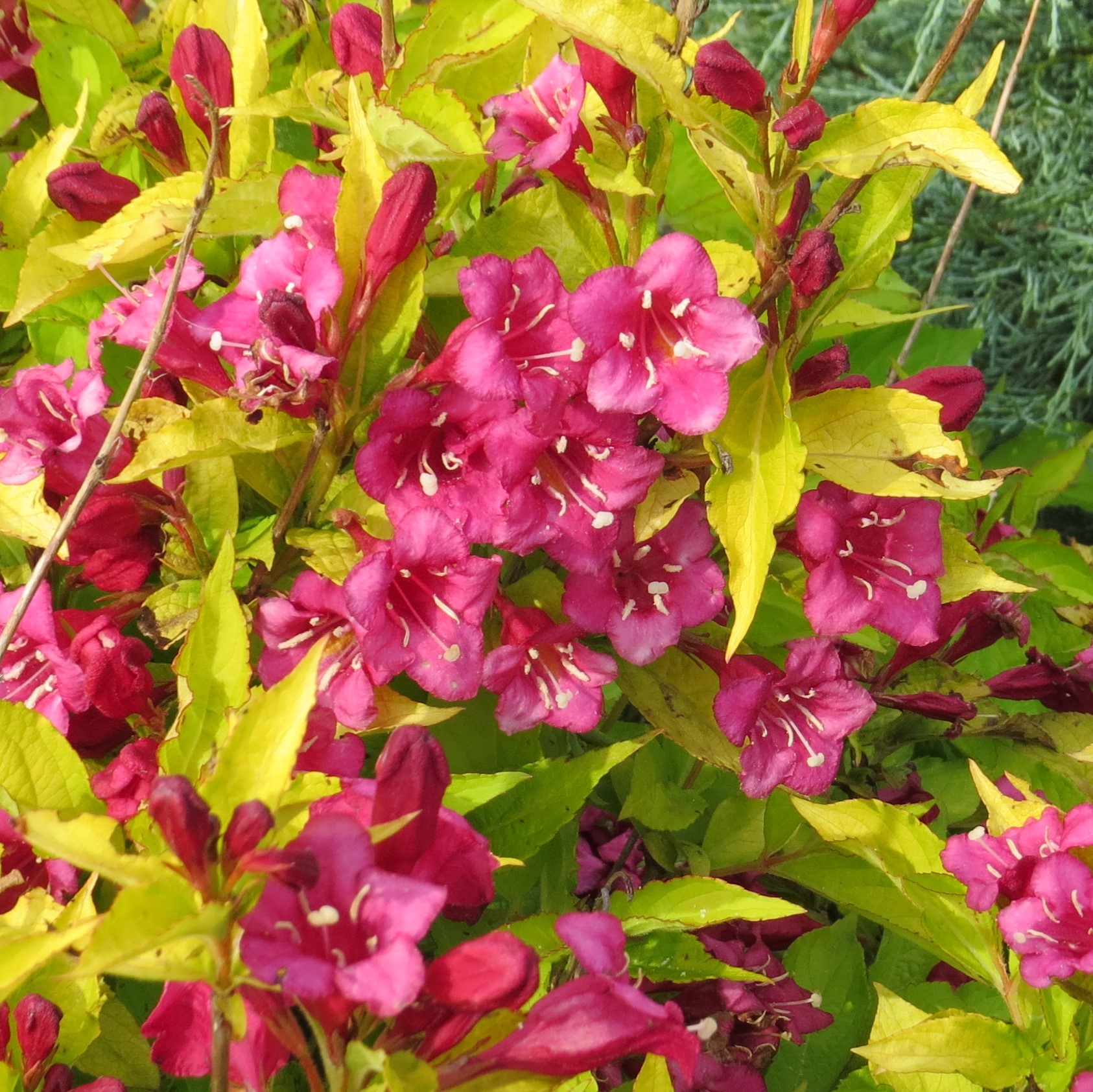 Weigela x hybrida Olympiade