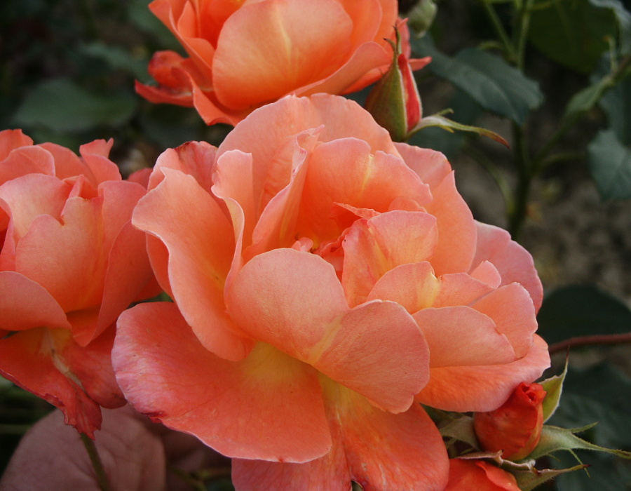 Rosa hybr. (PN)  Westerland