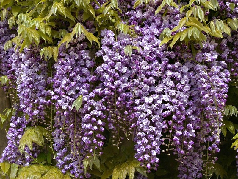 Wisteria floribunda Violacea Plena ( syn. Black Dragon )