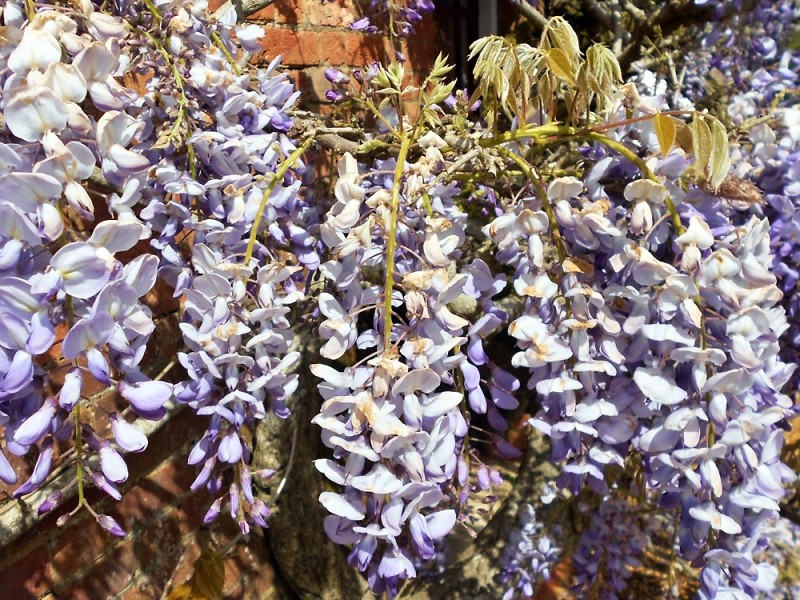 Wisteria sinensis Prolific (syn. Boskoop)