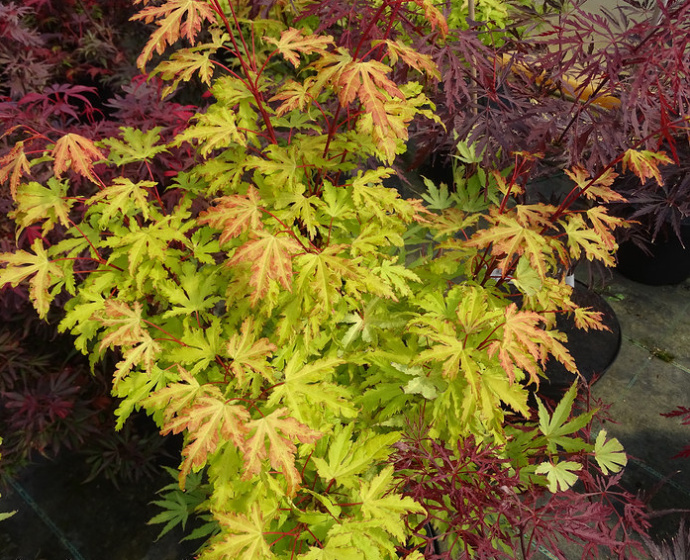 Acer palmatum Anne Irene